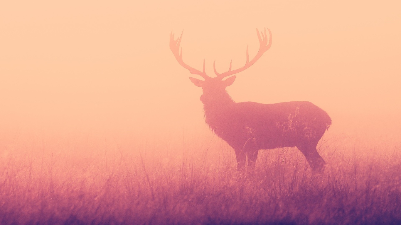 Олень в розовом тумане