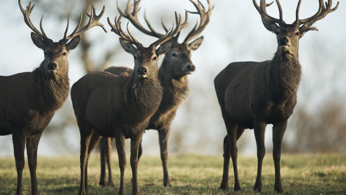 Четыре гордых оленя