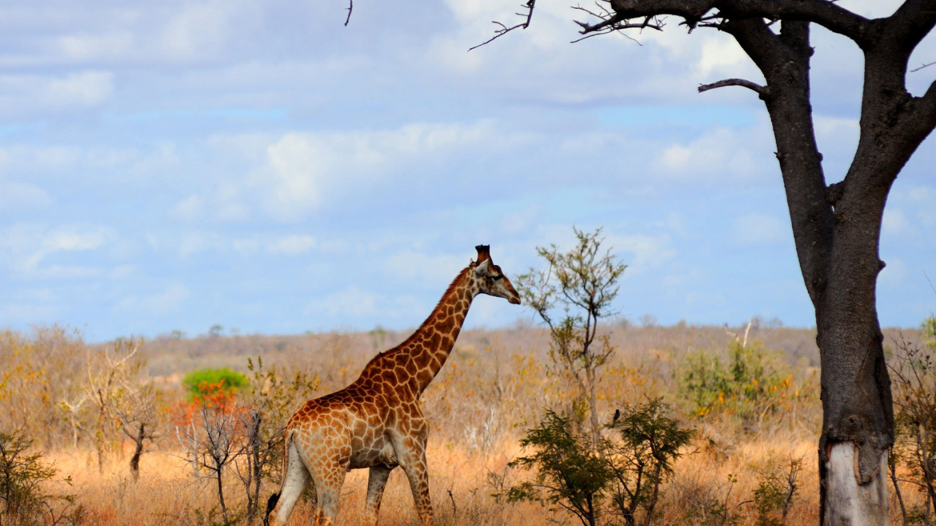 Жираф в Африке