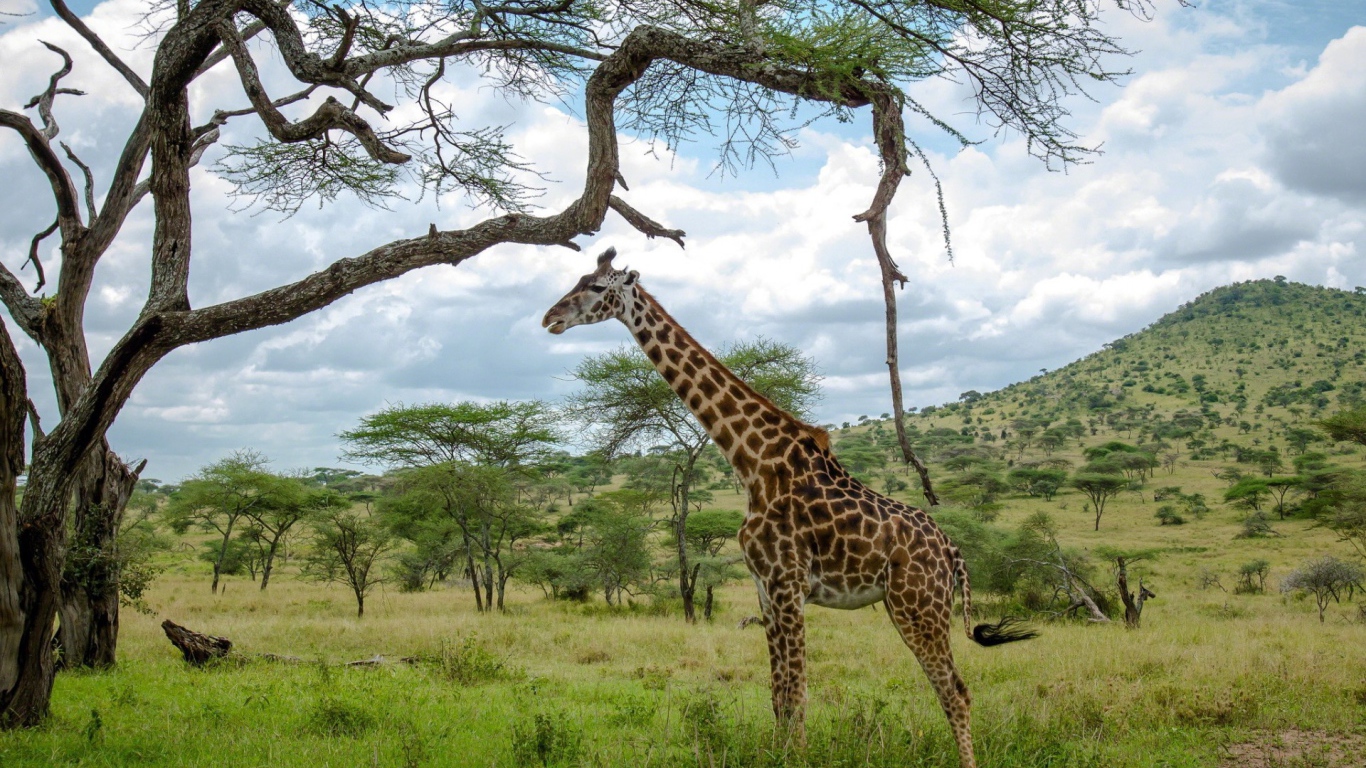 Жираф стоит под деревом