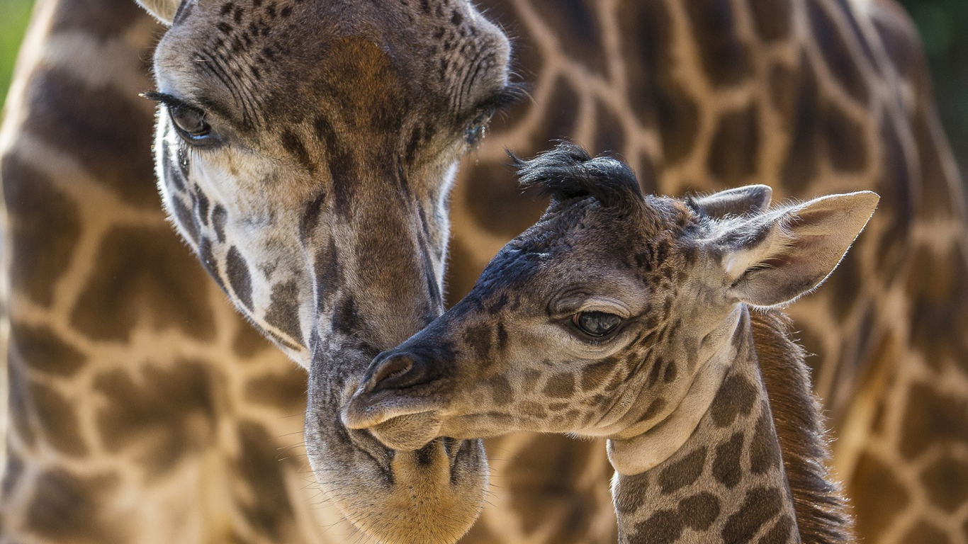 Жираф со своим детенышем
