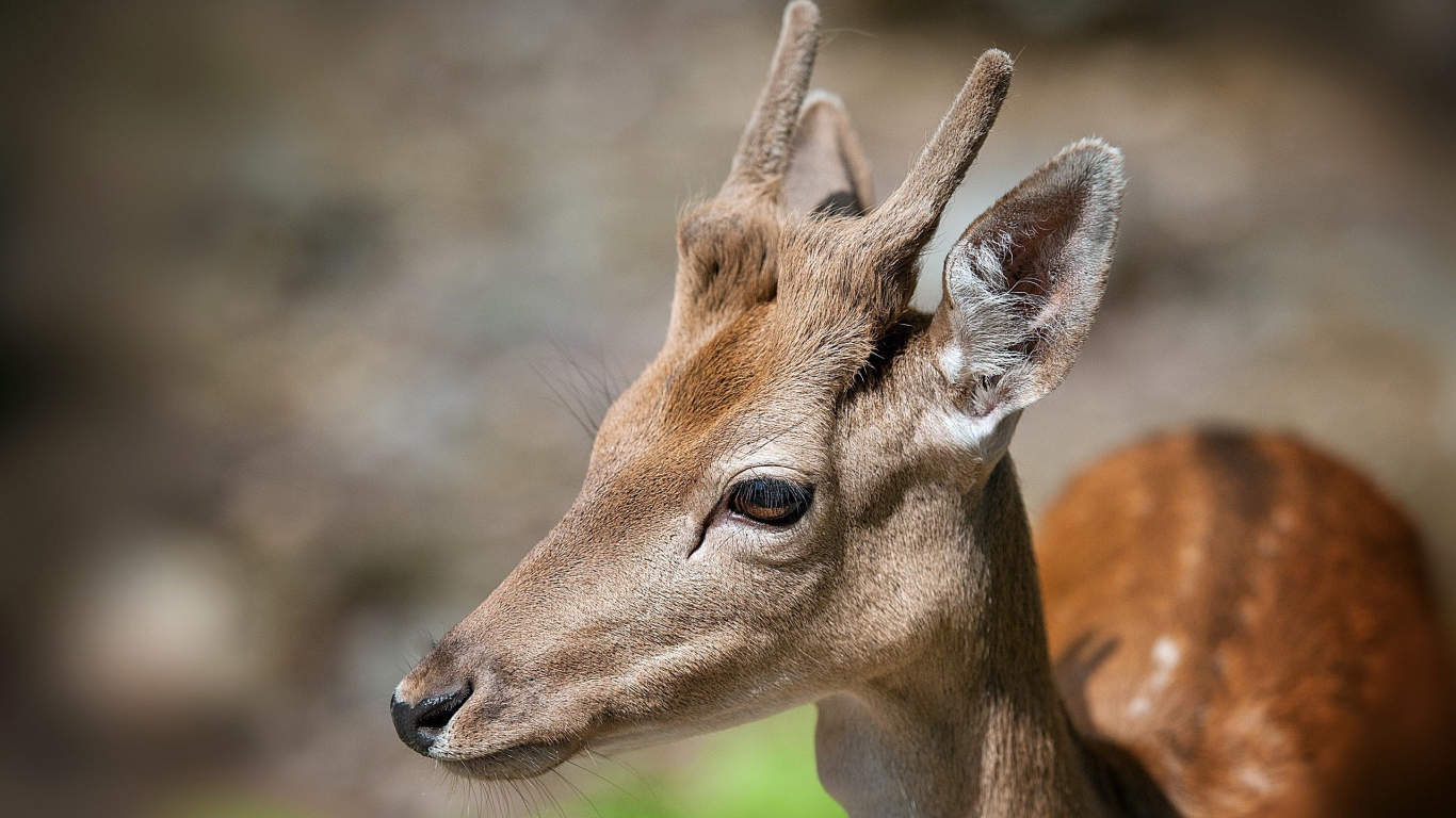 Рога молодого оленя