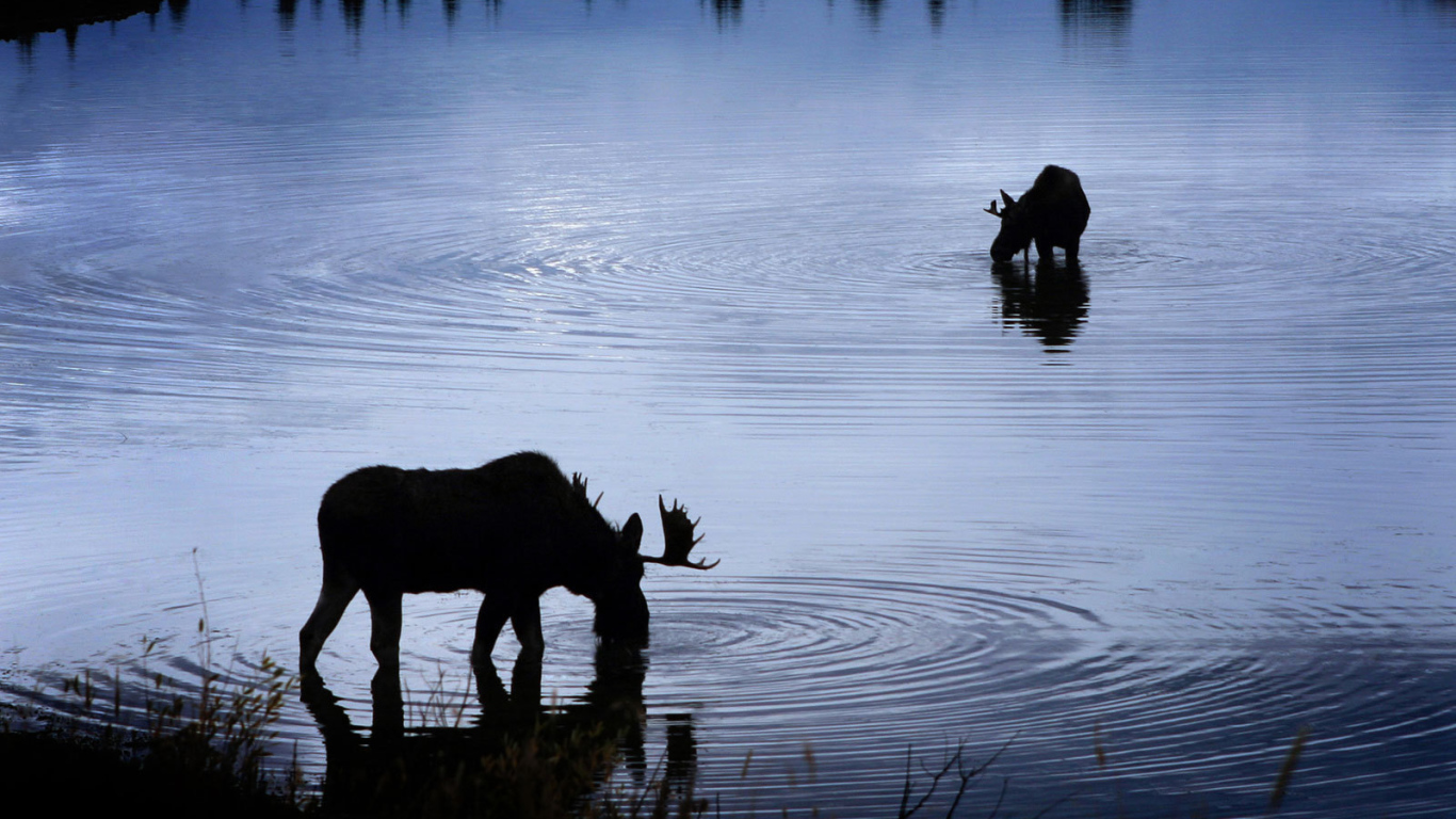 Moose at the waterhole