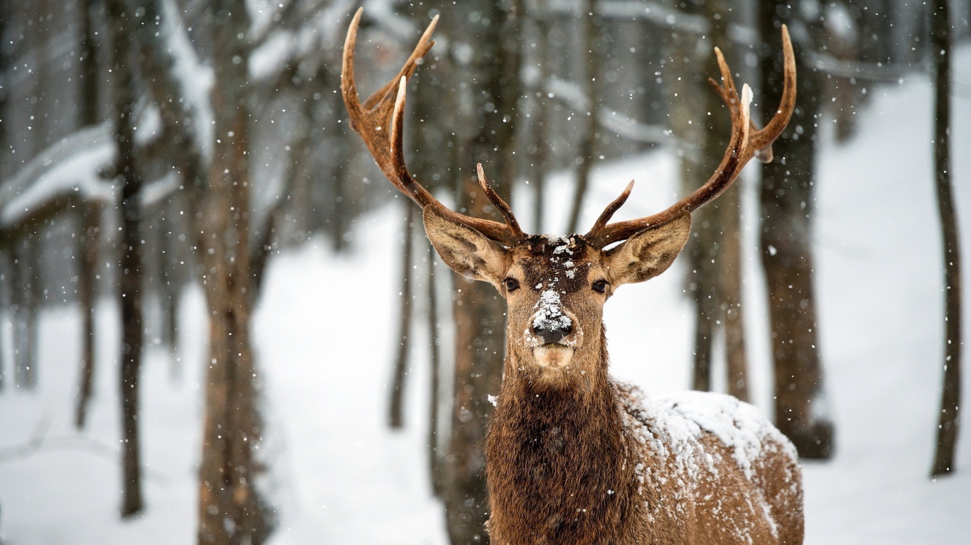 Гордый олень в зимнем лесу