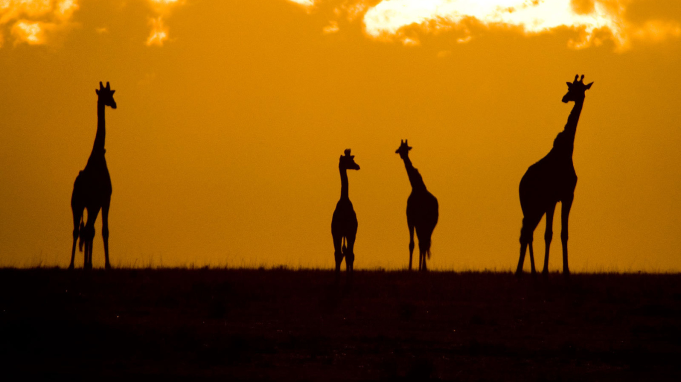 Силуэты жирафов