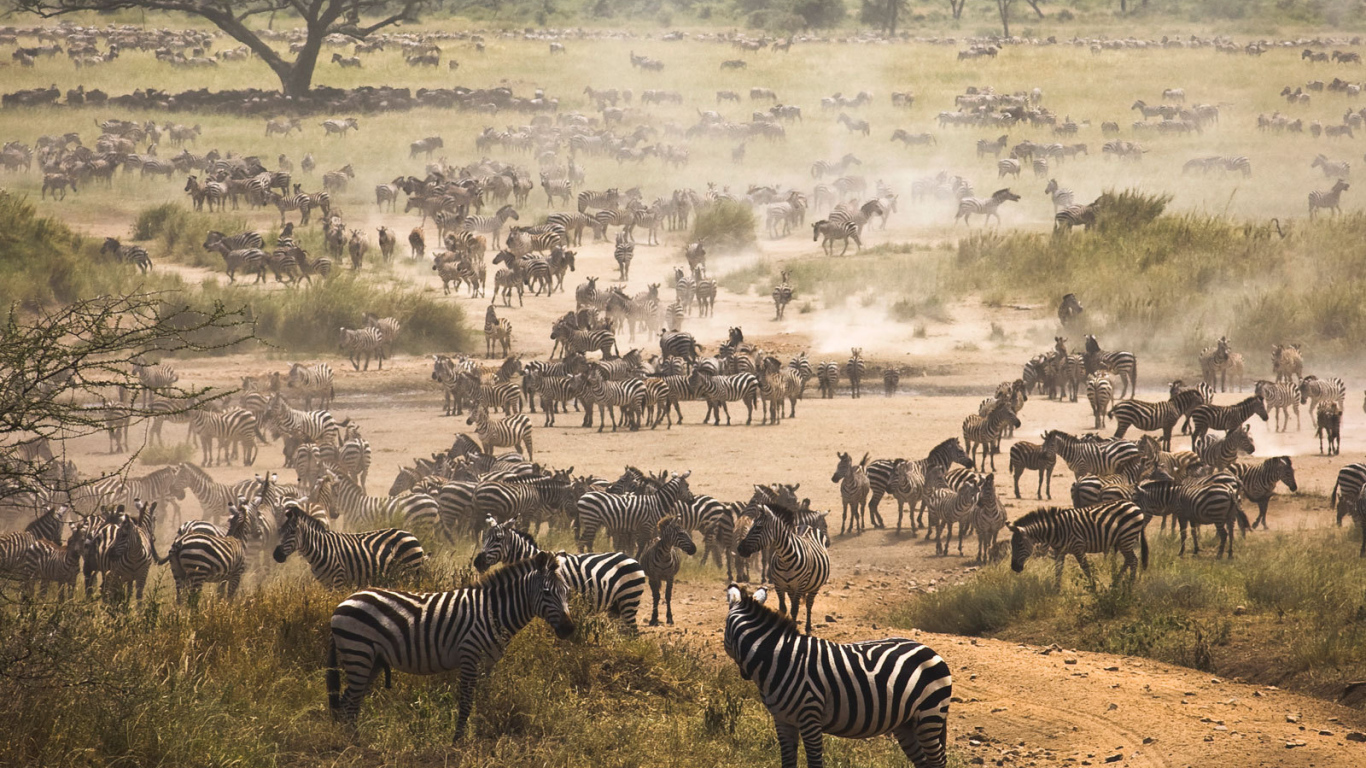 Очень большое стадо зебр