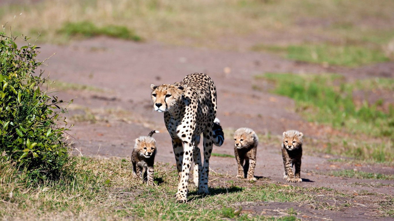 Мама гепард с котятами