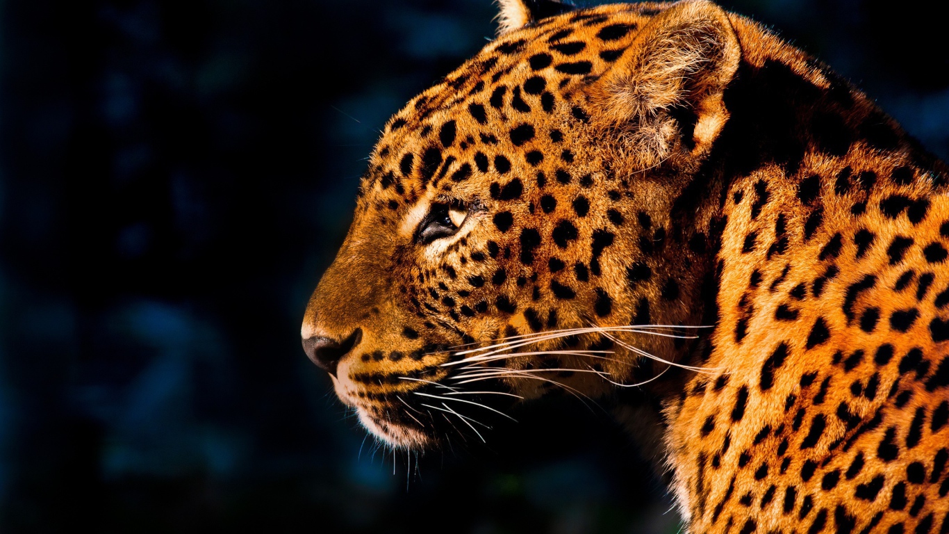 Огненно рыжий леопард