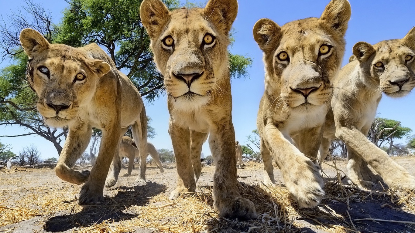 Четыре молодых льва в Африке