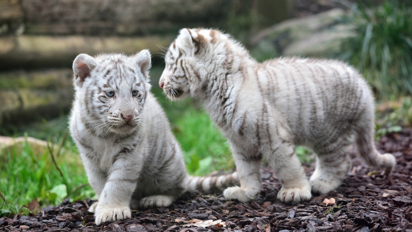 Котята белого тигра
