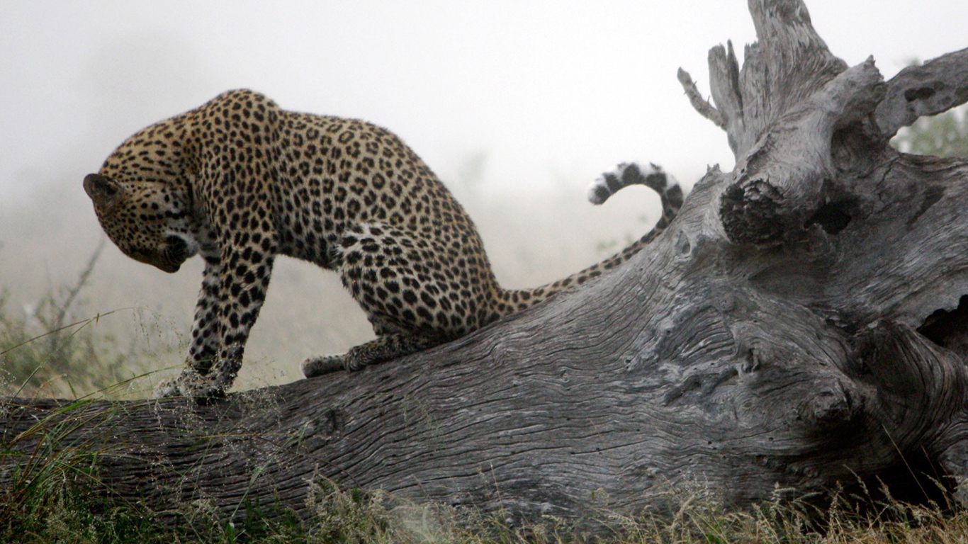 Леопард приводит себя в порядок