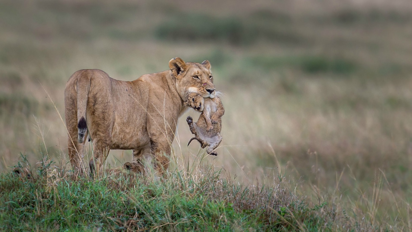 Львица держит детеныша в зубах