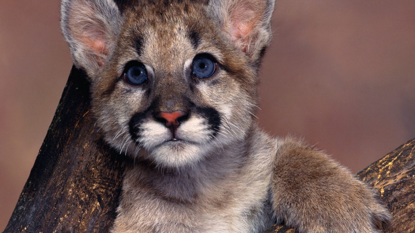 Маленький детеныш пумы