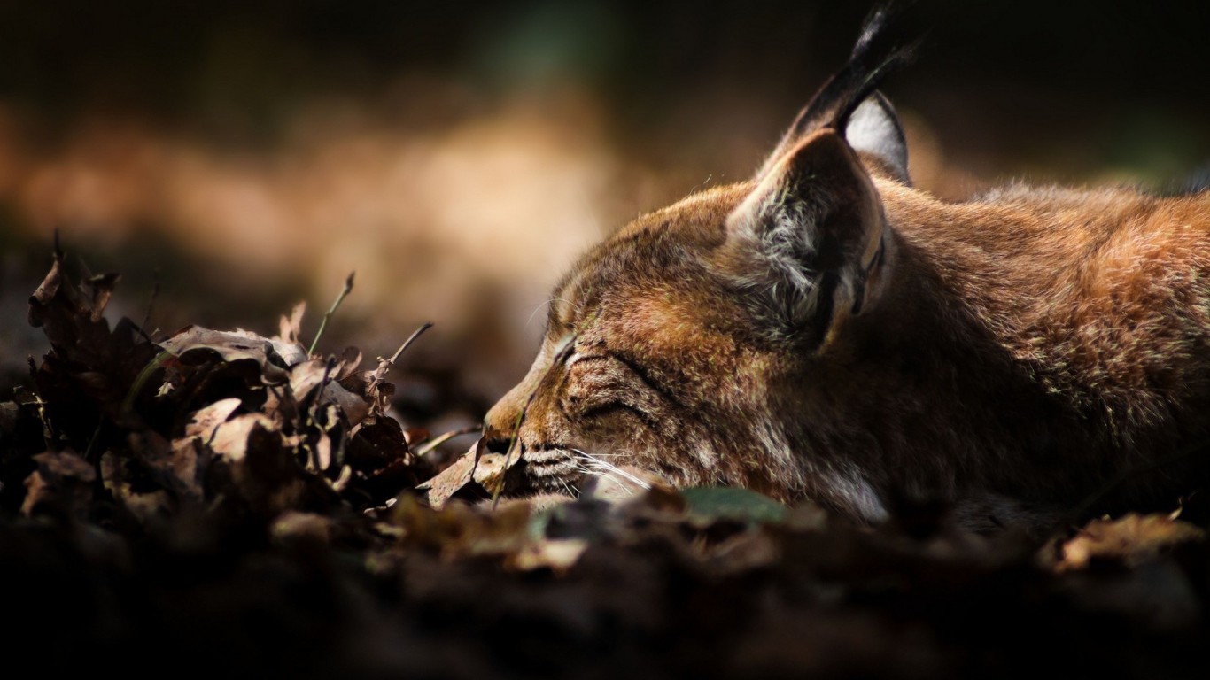 Рысь сидит в засаде