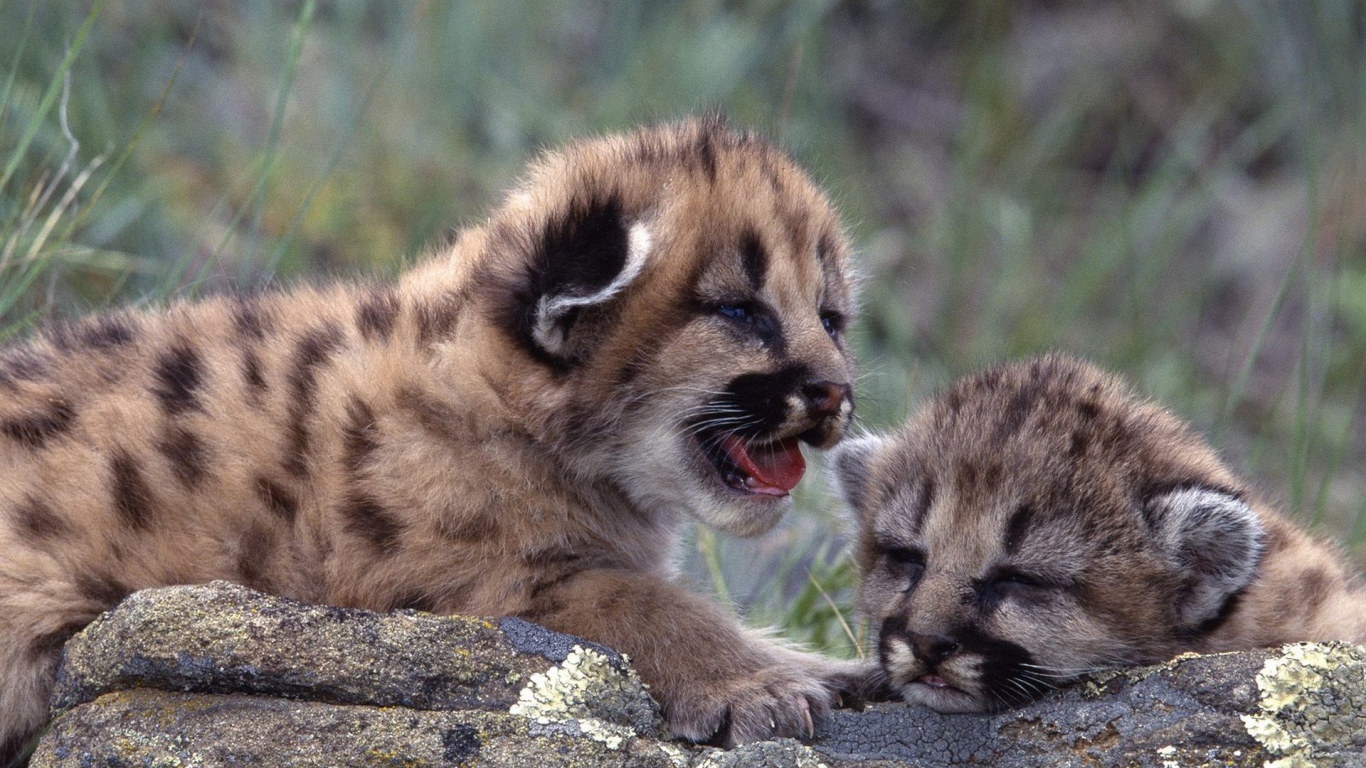 Новорожденные котята леопарда