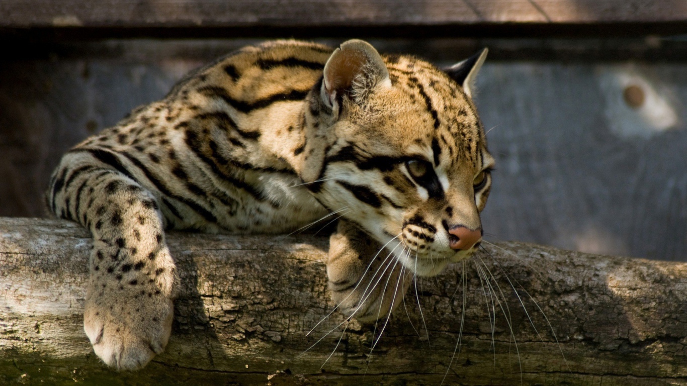 Оцелот повис на деревянной перекладине
