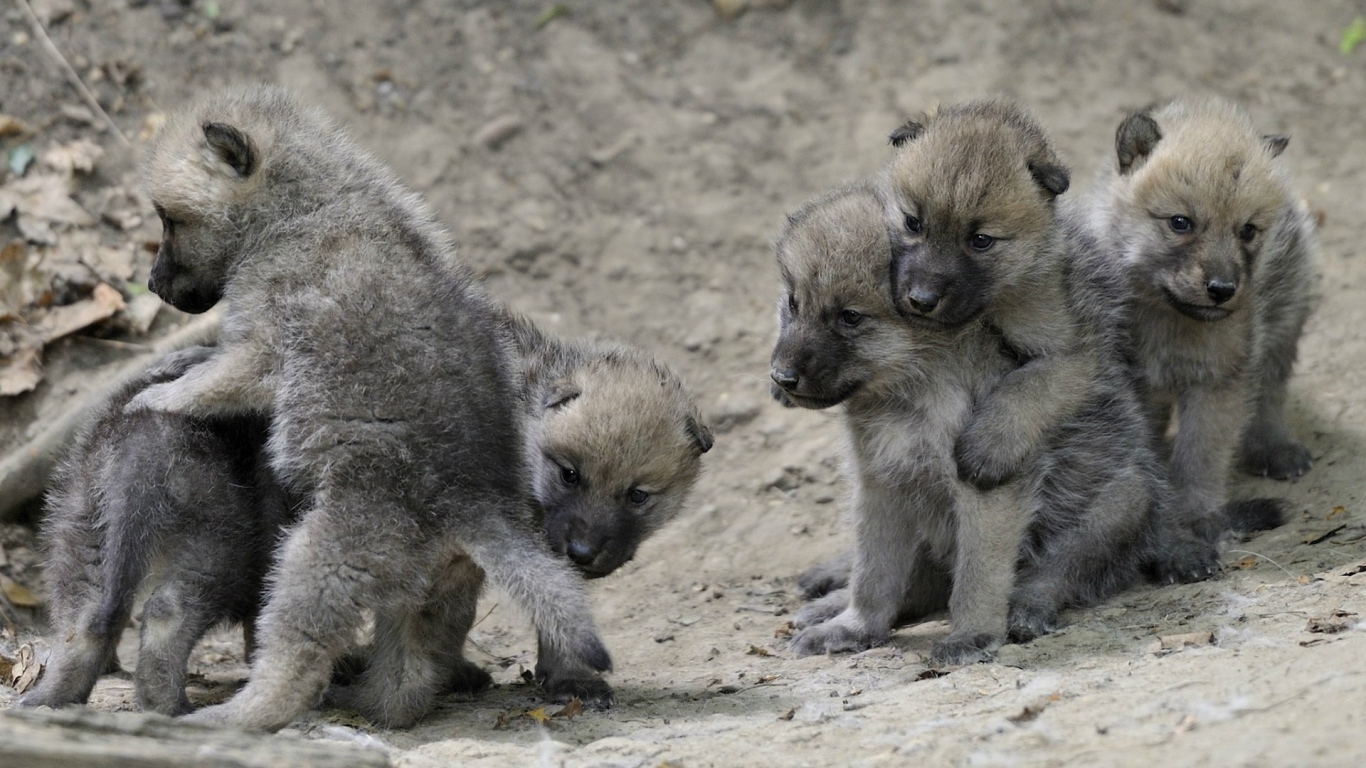 Выводок детей волчат