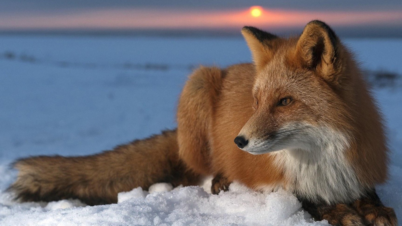 Лиса на снегу на закате зимнего дня