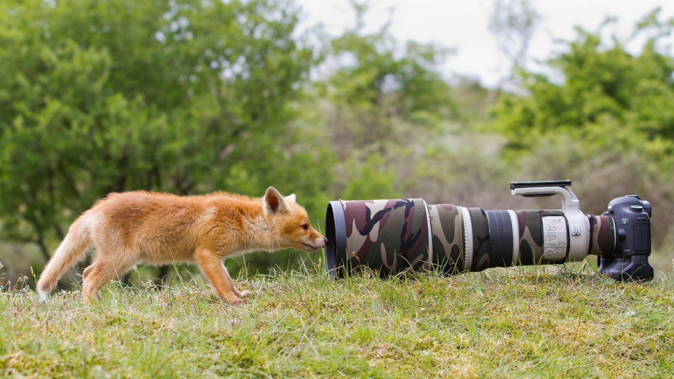 Лиса интересуется фотоаппаратом