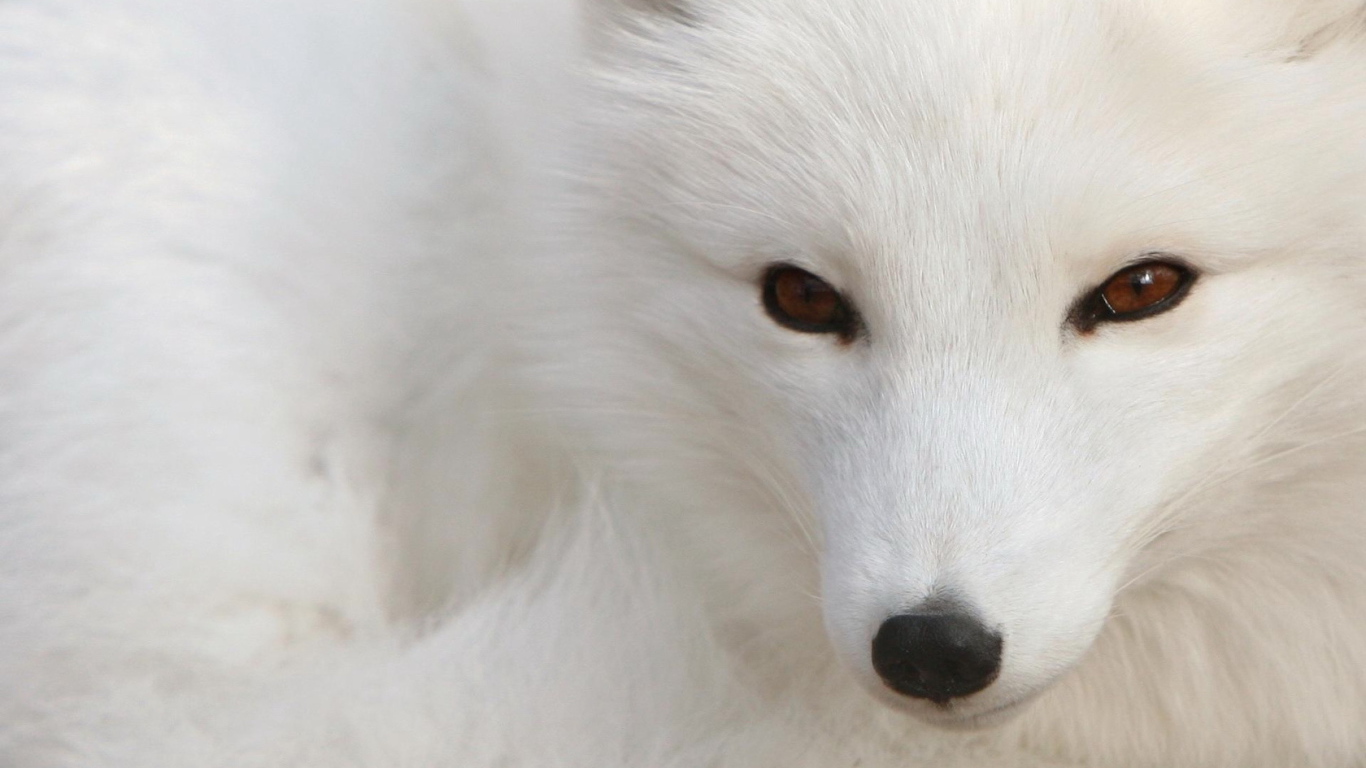 Fox with a black nose