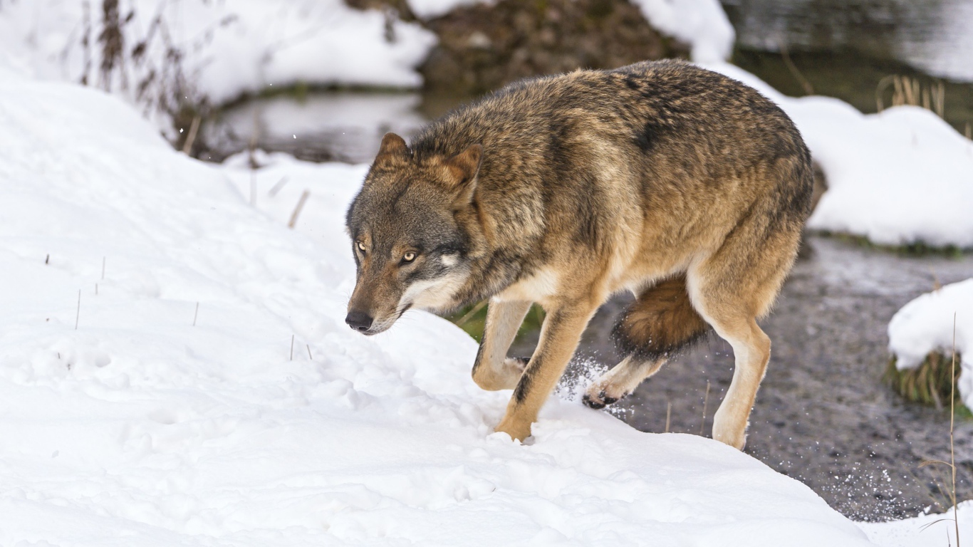 Волк с поджатым хвостом