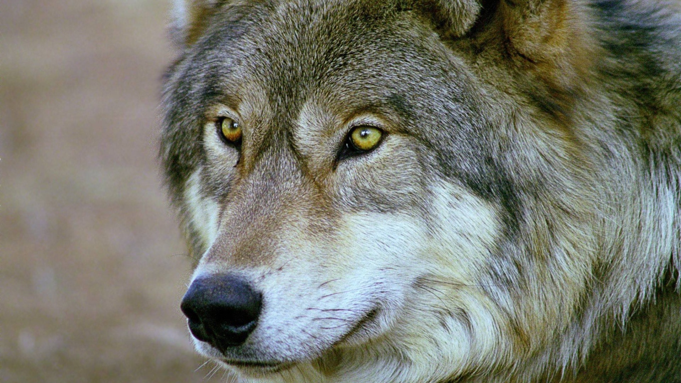 Волк годы жизни. Волк. Wise Wolf.