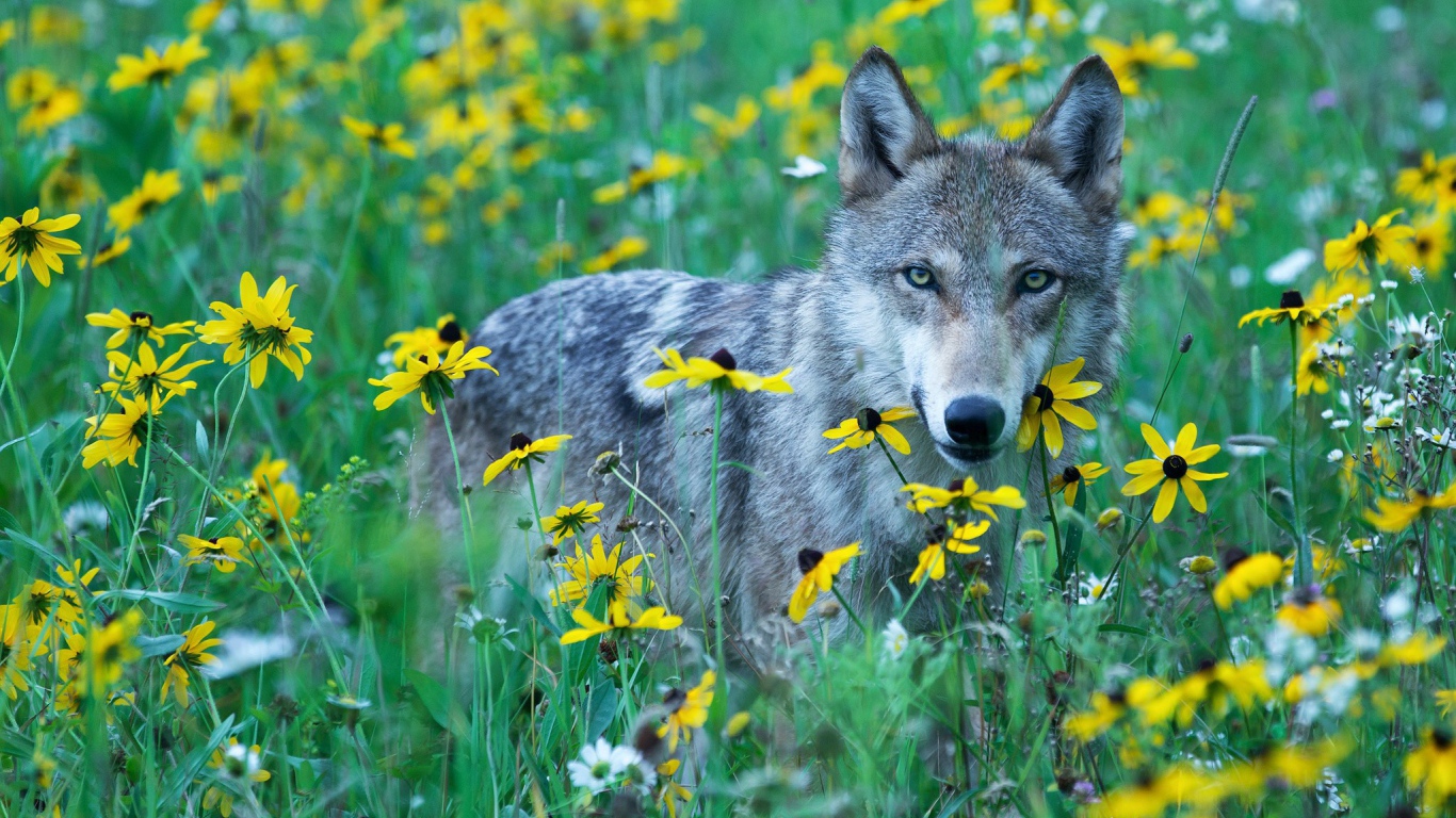 Волк среди травы и желтых цветов