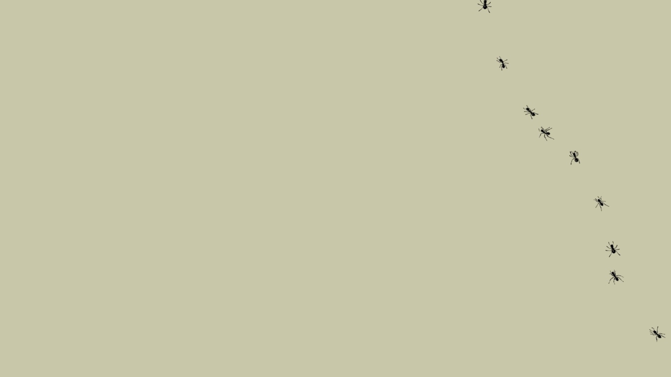 Муравьи на мониторе, серый фон