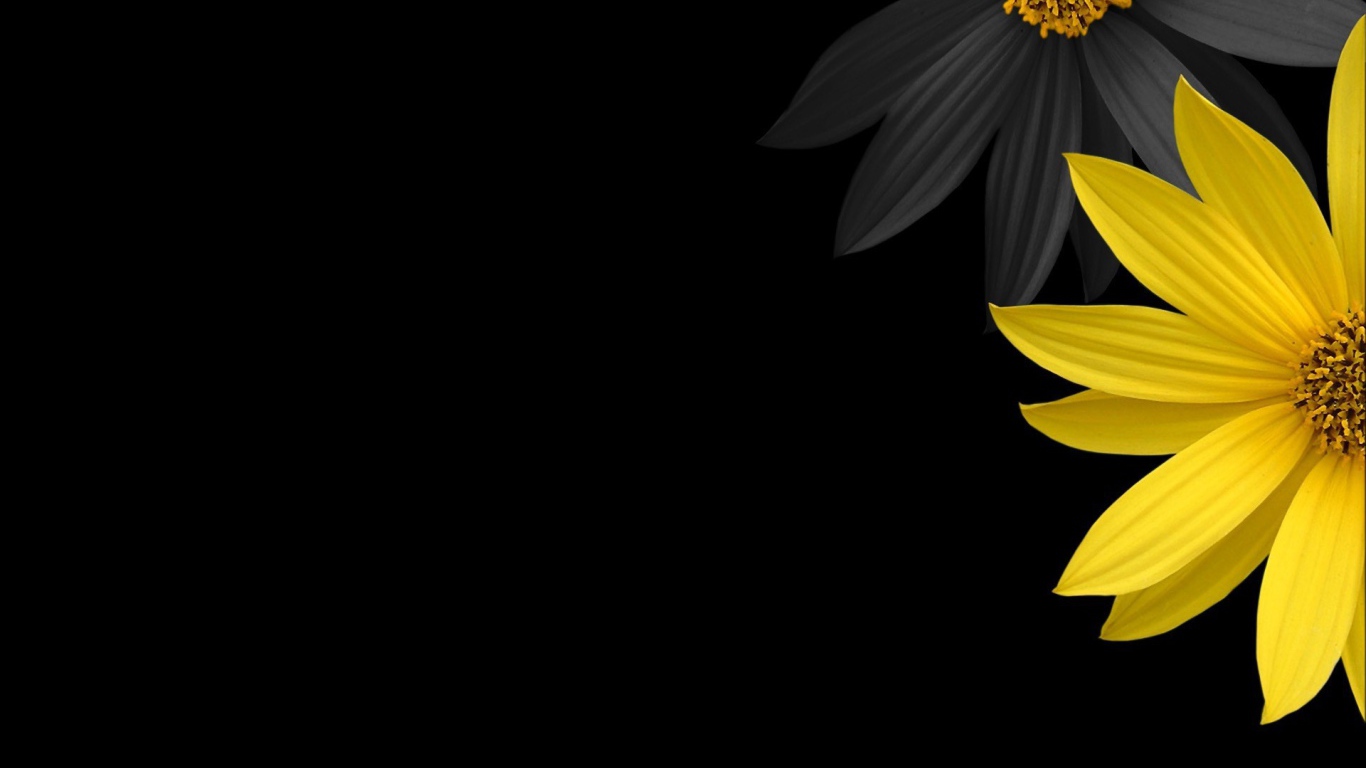 Черный и желтый цветок на черном фоне