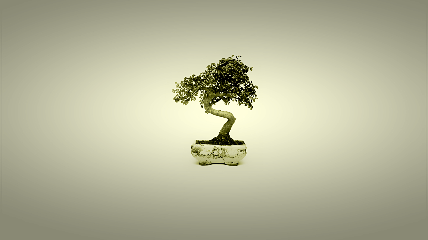 Бонсай в горшке, серый фон