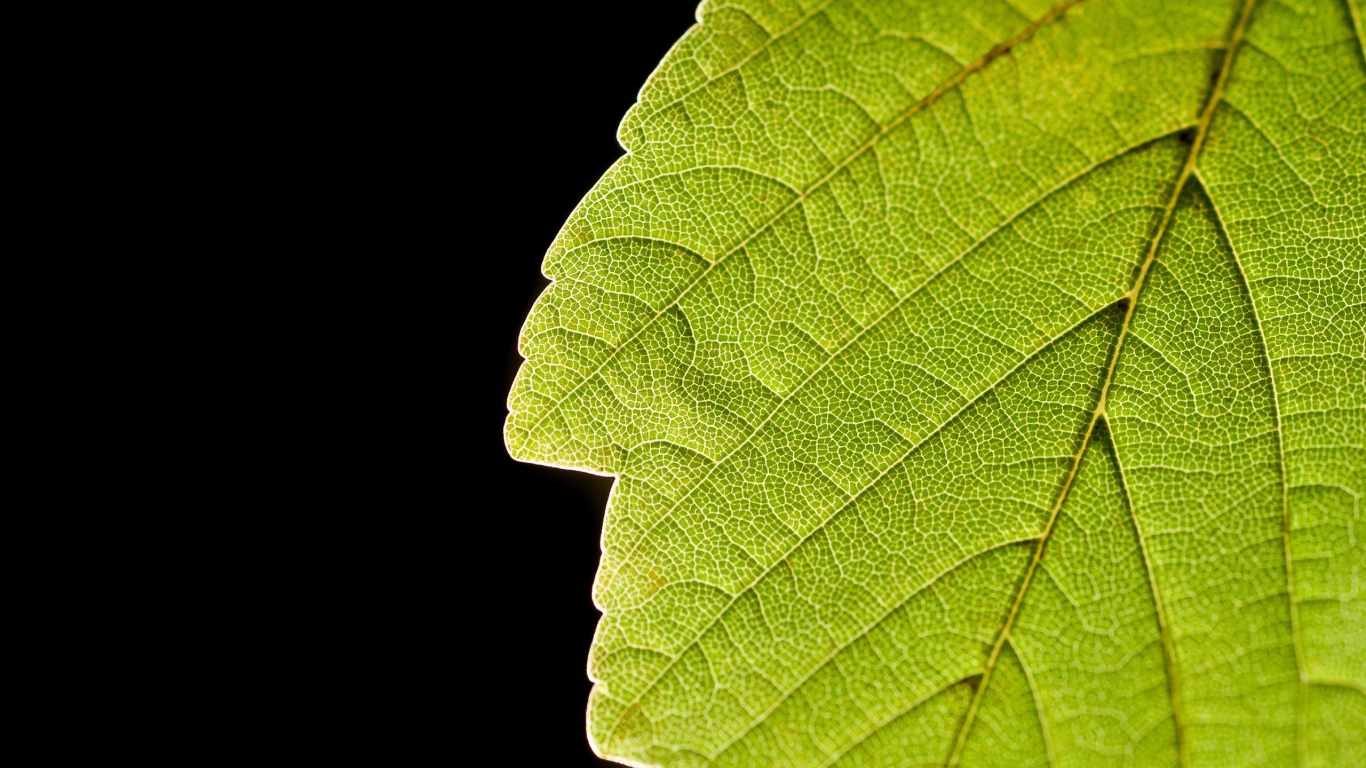 Зеленый лист и черный фон