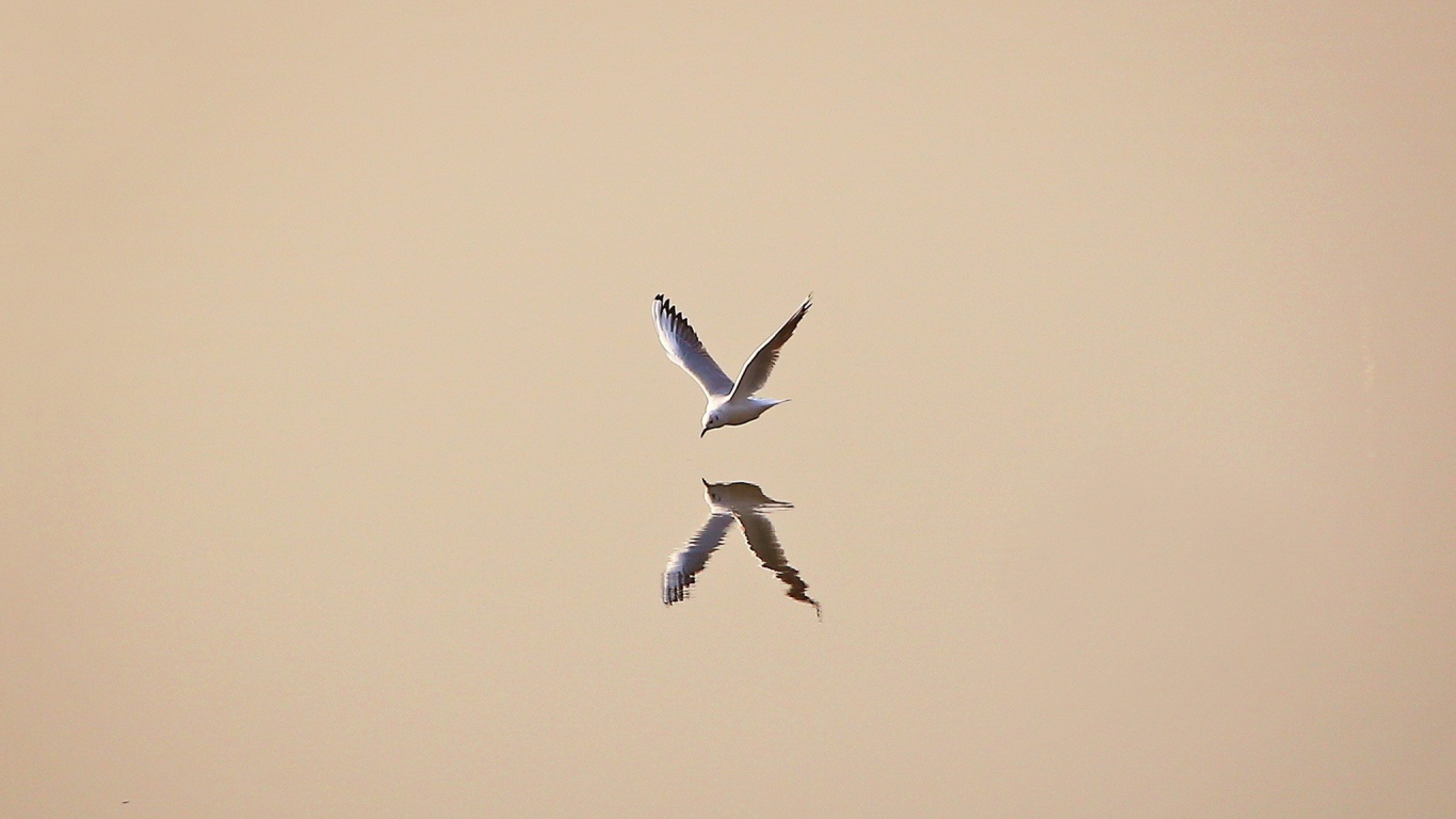 Чайка отражается в воде, светлый фон