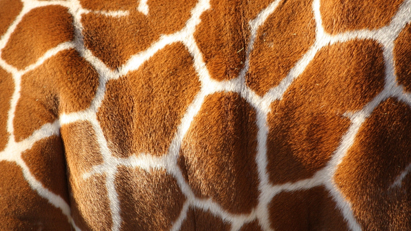 Шкура жирафа, текстура