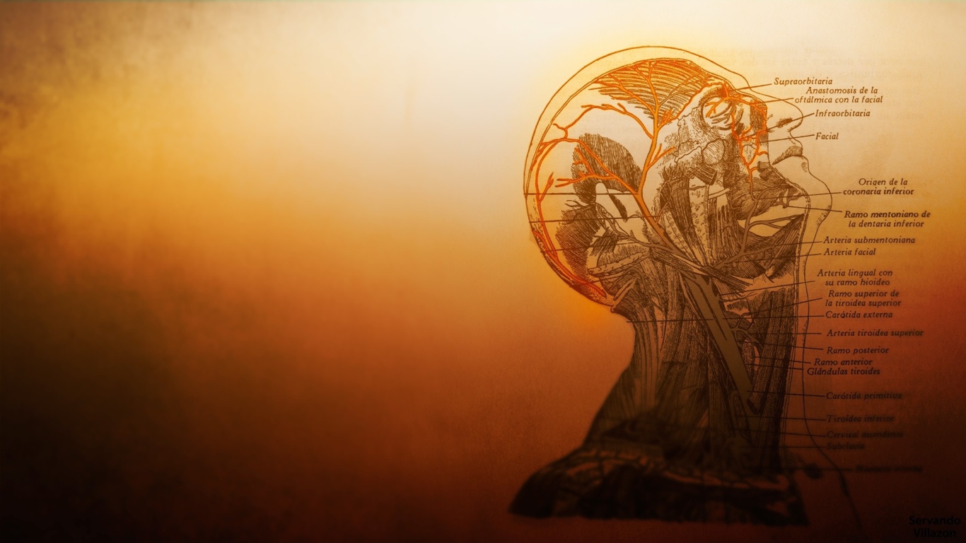 Устройство сосудов головы в человеческом теле