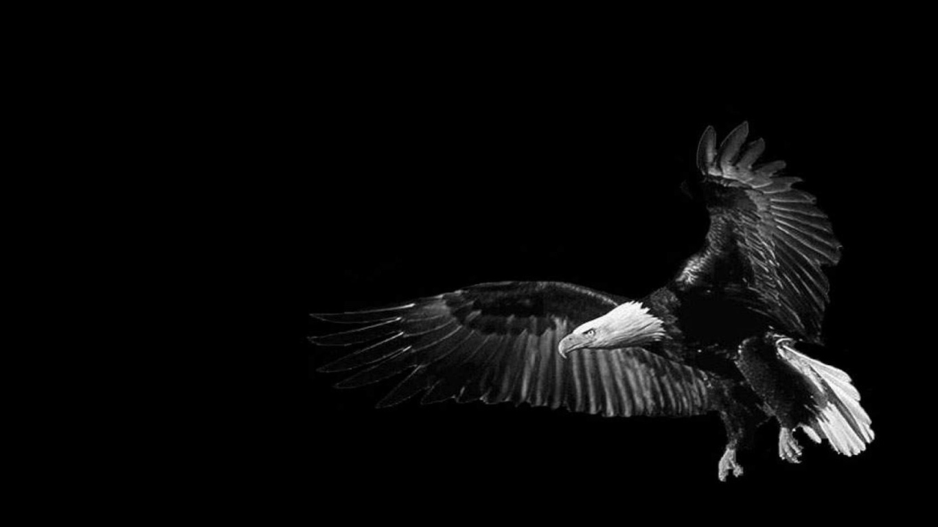 Орел, черный фон