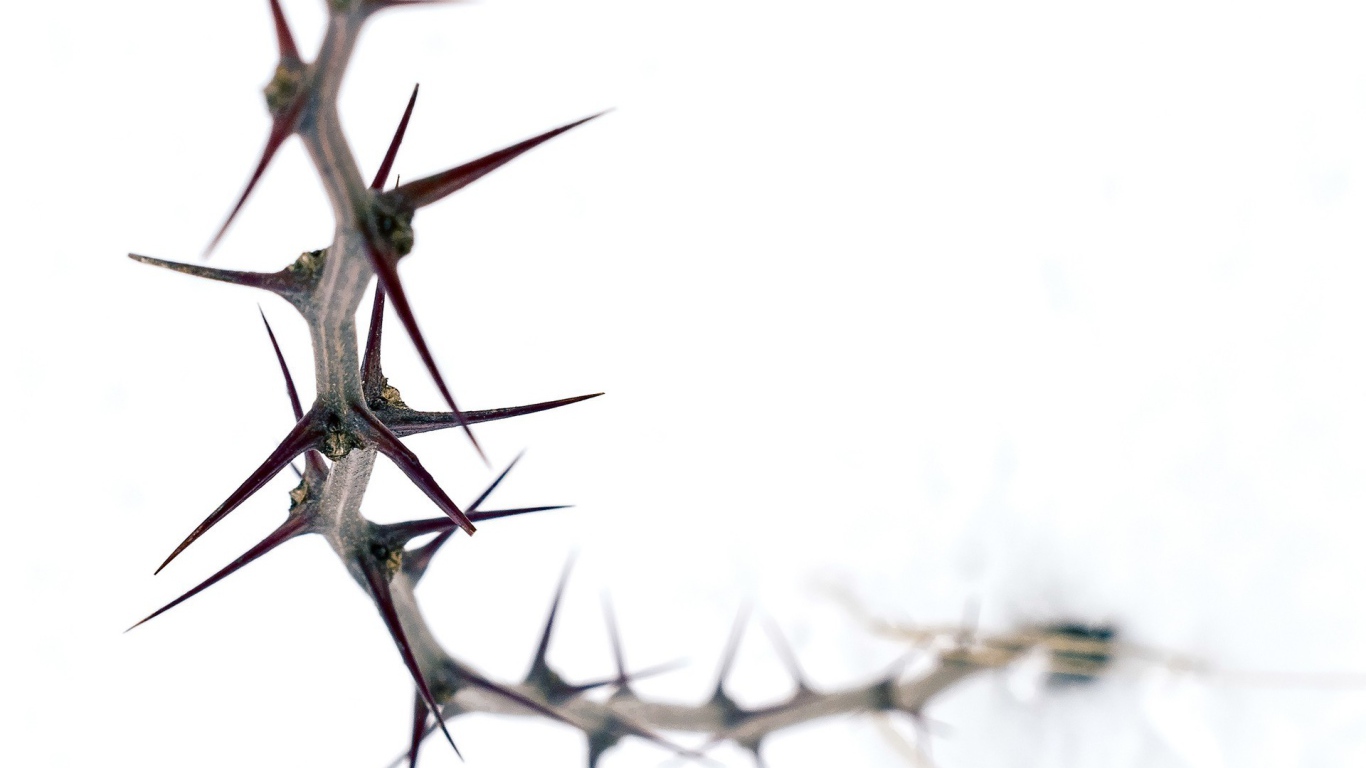 Колючка на белом фоне