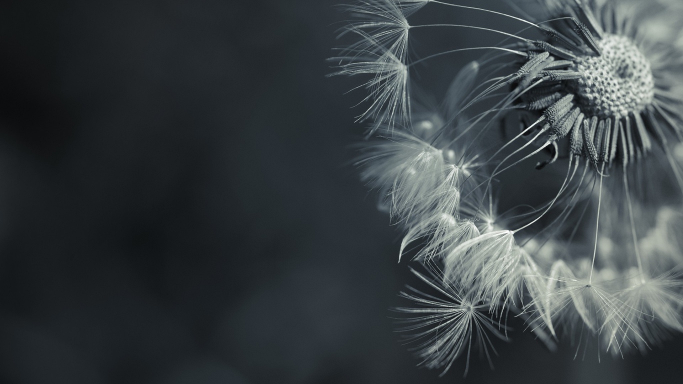 Зонтик засохшего одуванчика, серый фон