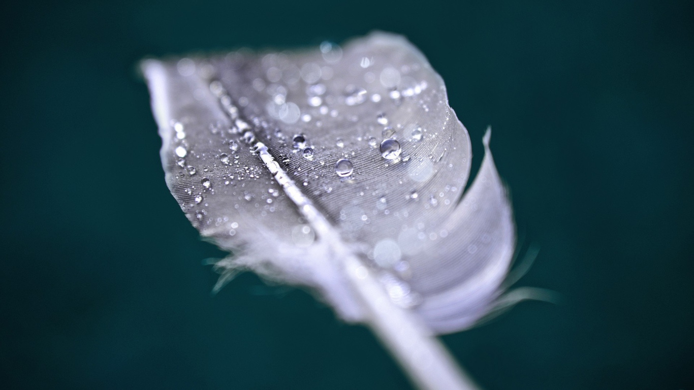 Капли воды на пере