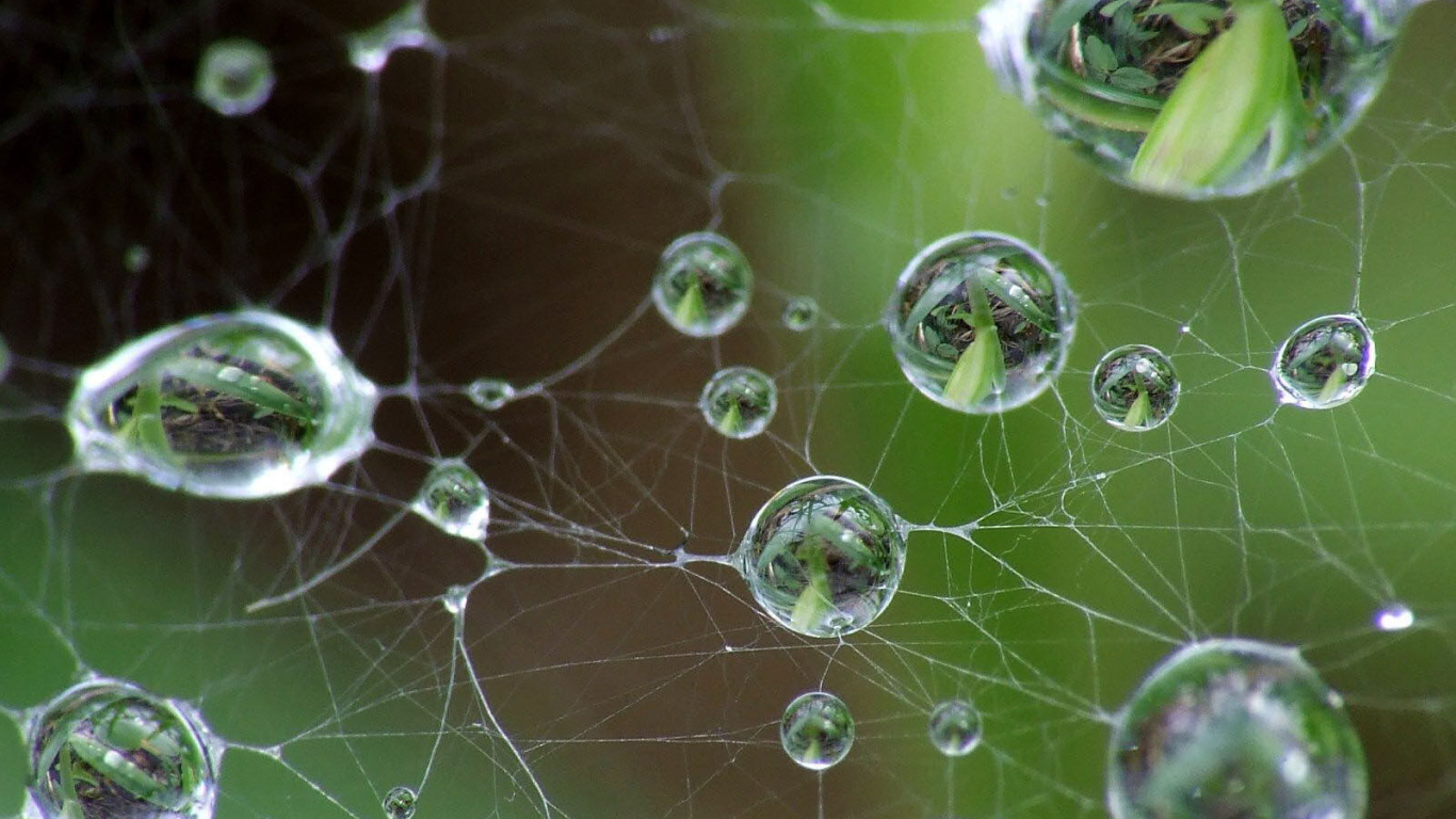 Капли на паутине