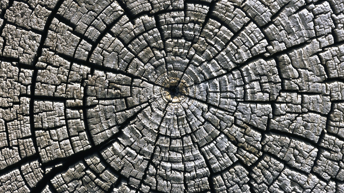 Старый спил дерева