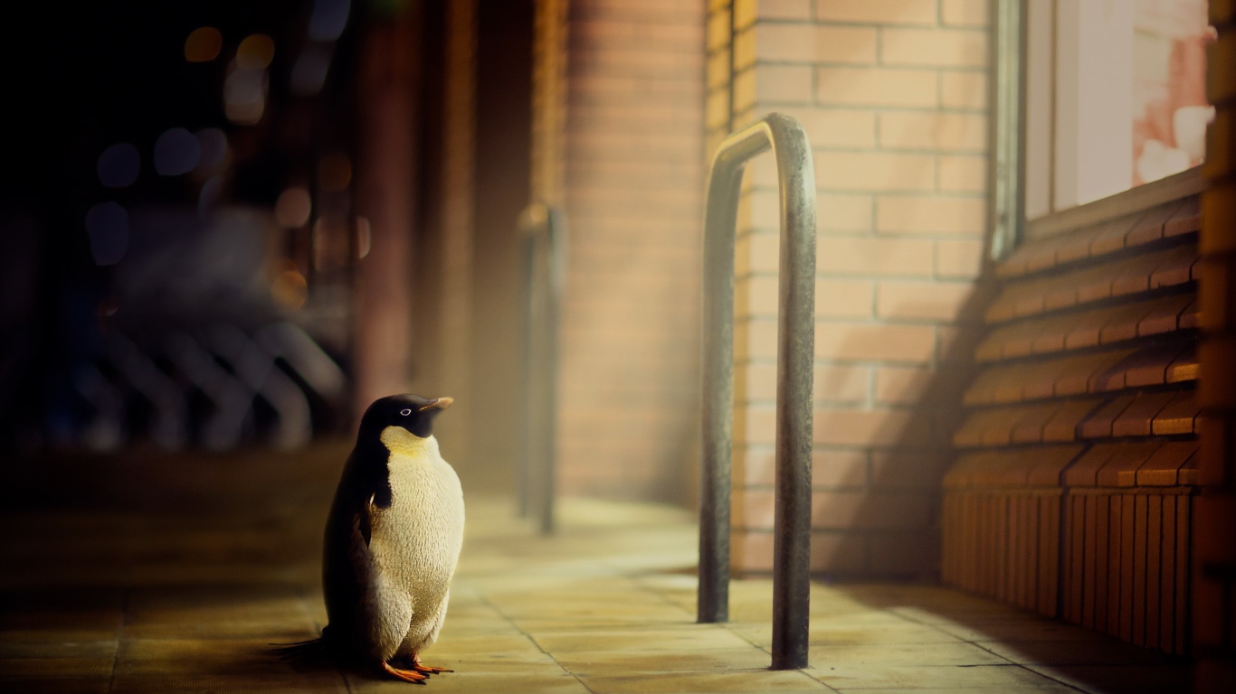 Пингвин стоит у окна