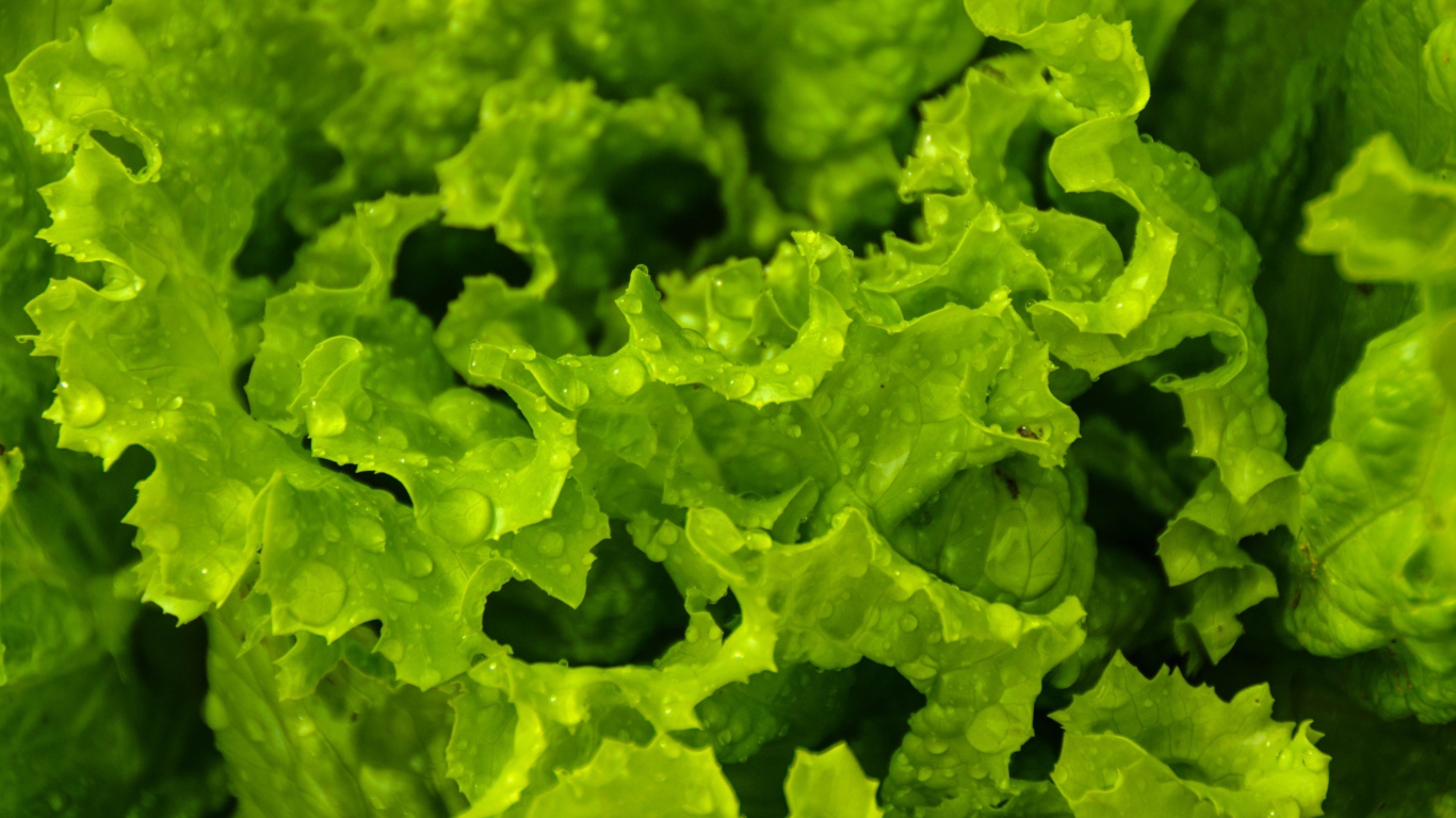 Листья зеленого салата