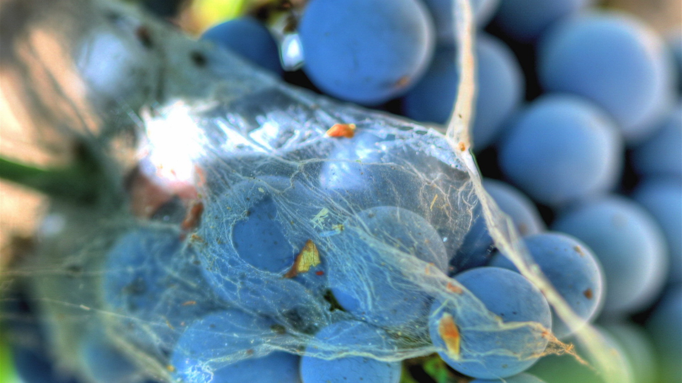 Паутинка на винограде