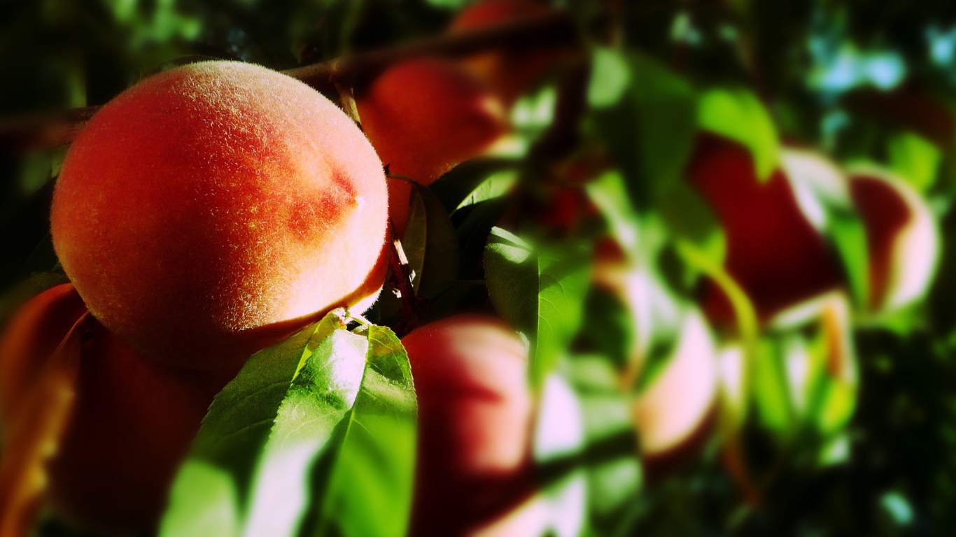 Спелые плоды персика на ветке