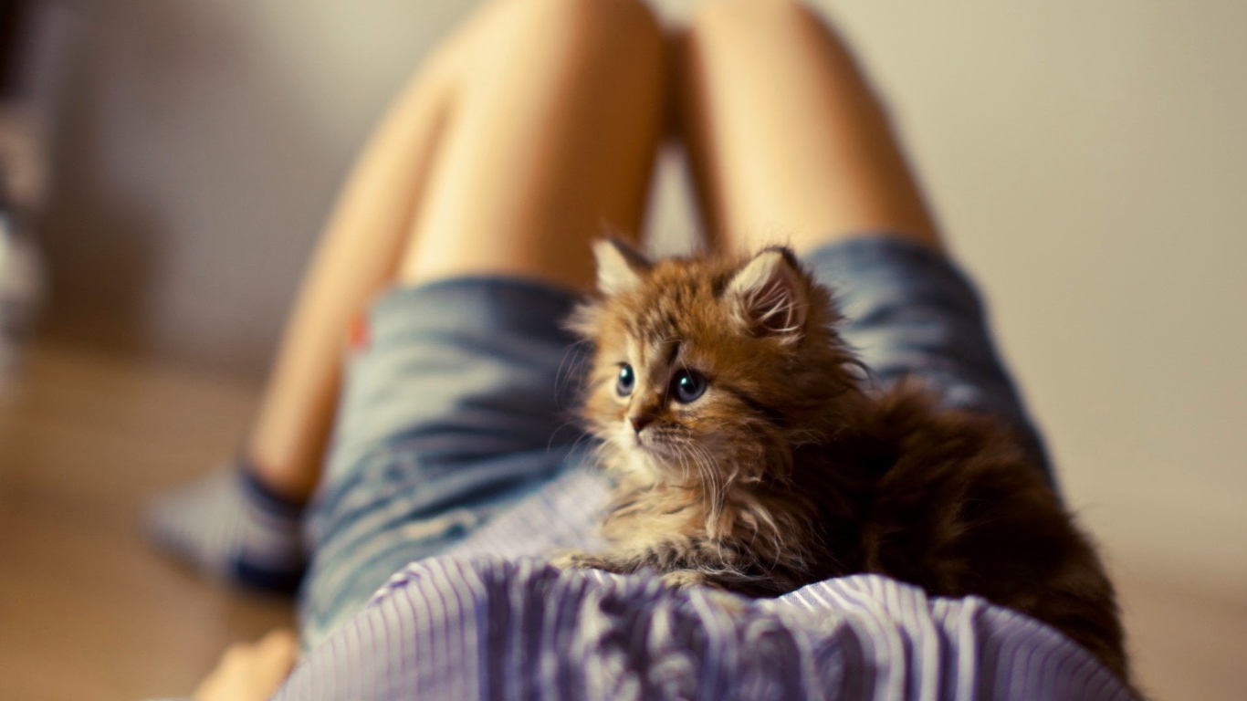 Лохматый котенок на животе у девушки