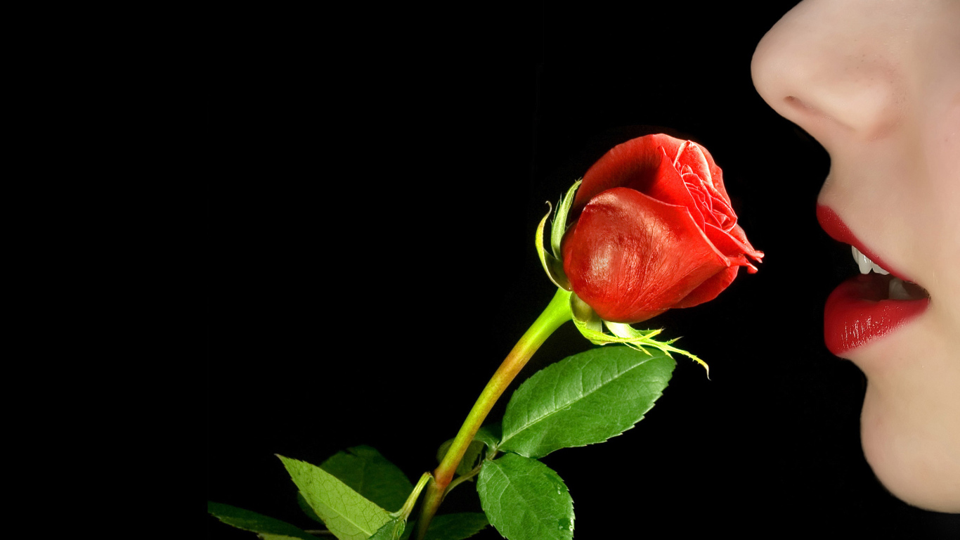 Красная роза в руке у девушки на 8 марта