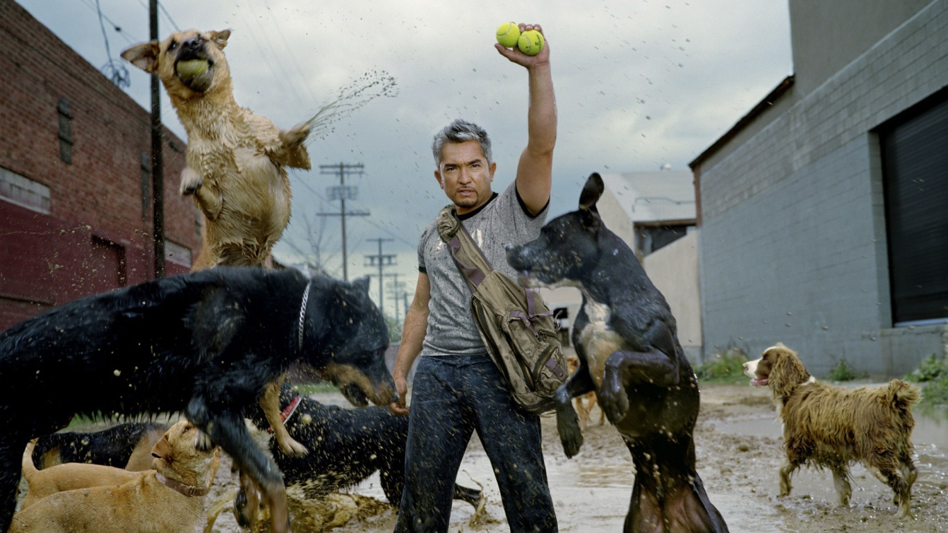 Фильм Переводчик с собачьего
