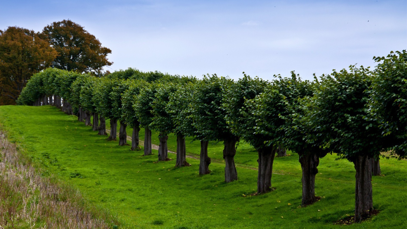Ряд подстриженных деревьев вдоль тропинки