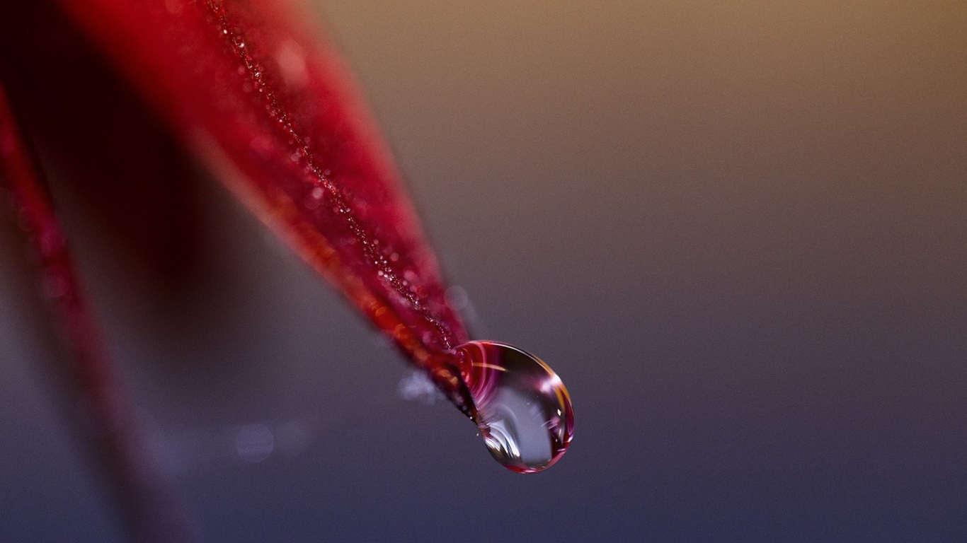 Капля стекает с красного лепестка