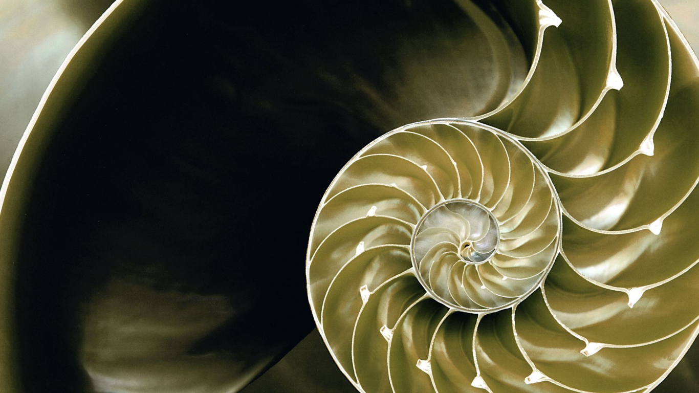 Большая ракушка в разрезе